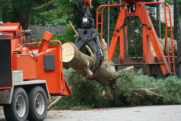 Best Lawn Watering Services  in Pecos, TX